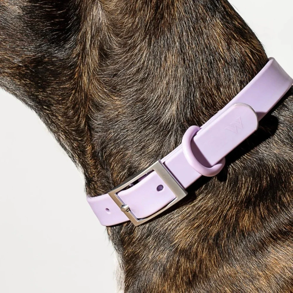 Wild One Collar - Lilac - XS (7